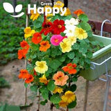 Nasturtium Dwarf - Whirleybird Double - 20 seeds Tropaeolum nanum