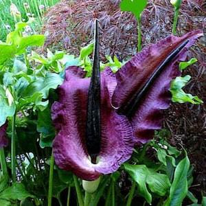 Vampire Lily - Dracunculus Vulgaris - Rare 'Plants' Seeds - Dracula Lily, Black-Purple, Voodoo Lily, Corpse Flower, Masdevallia Dracula