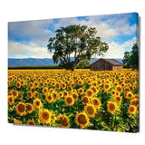 Flower Photography, Sunflower Canvas Photo, Country Charm Art, California Floral Print, Farm Field, Rural Wall Decor, Yolo County Sunflowers