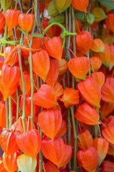 Chinese Lantern Seeds for Planting | 100+ Seeds | Stunning Lantern Like Blooms Flower Delivery