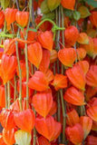 Chinese Lantern Seeds for Planting | 100+ Seeds | Stunning Lantern Like Blooms Flower Delivery
