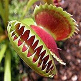 Carnivorous insect eater plant seeds - Rare indoor plant - exotic house plant - New -Fresh Seeds - Pest control plant