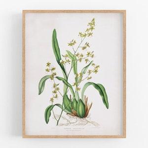 Green orchid flower botanical print / vintage print / botanical print / art print / orchid print / flower art / wall decor / tropical art