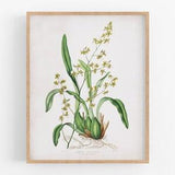 Green orchid flower botanical print / vintage print / botanical print / art print / orchid print / flower art / wall decor / tropical art
