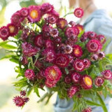 Raspberry Rose Strawflower 100 SEEDS Helichrysum bracteatum cut flower bouquet flower pressed flowers from Dizzy Bees Urban garden