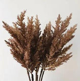 DRIED PAMPAS GRASS AUSTRALIAN NATVE FLOWERS PRESERVED LOOK DIY ARRANGEMENY BROWN
