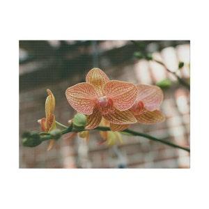 Pink and Yellow Orchid