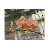 Pink and Yellow Orchid