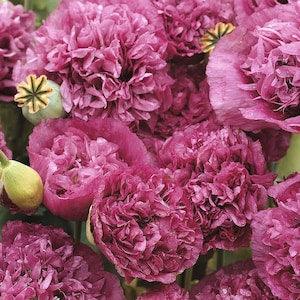 50 seeds 'Violet Blush' / Breadseed Poppy / Peony Poppy / Papaver paeoniflorum