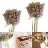 10  Pieces of Dried Reeds Feathers Reed Grass, Phragmites Communis, Wedding