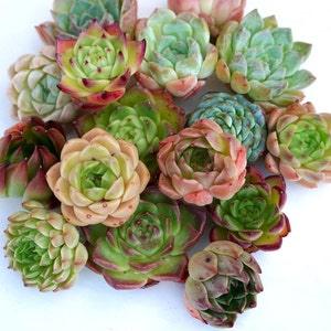 Mixed Premium Hybrid Succulent Bundle | Rare Imported Succulent | Living Plant | Shown on Pic | Not Seed