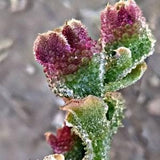 Ice Plant | Mesembryanthemum Crystallinum Succulent Seeds