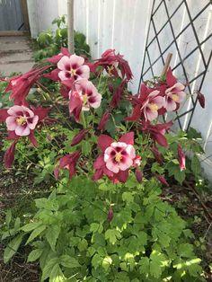 5 Easy to Grow Flowering Perennials for Zone 3a (Edmonton, AB) Flower Delivery