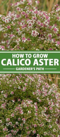 How to Grow and Care for Calico Aster | Gardener??s Path Flower Delivery