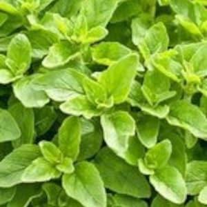 Greek Oregano SEEDS medicinal Herb attracts Pollinators easy to grow Dizzy Bees Urban Garden