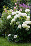 14 Blumen, die den Garten verzaubern ohne Arbeit zu machen Flower Delivery