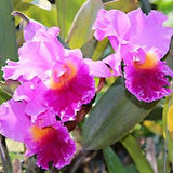 Iris card. February birth flower card. Exotic floral greeting card to personalize or note card set. Feb Iris stationary for garden lover