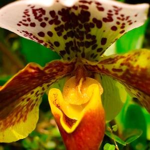 Unique Orchid White