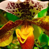 Unique Orchid White