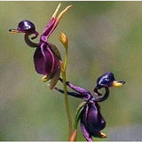 50PCS Seeds Duck Orchid Flowers Rear Odd Garden Plants.(#4985)