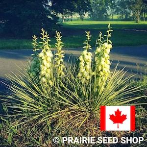 Yucca Glauca Plant Seeds Canada, Soapweed, Ghosts In The Graveyard, Native Canadian Indigenous Perennial Flower + Gift