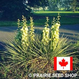 Yucca Glauca Plant Seeds Canada, Soapweed, Ghosts In The Graveyard, Native Canadian Indigenous Perennial Flower + Gift