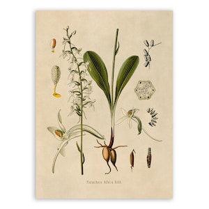 Lesser Butterfly Orchid Plant Print, Medicinal Plants Botanical Illustration,  Vintage Style Reproduction, MOBO 187