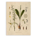 Lesser Butterfly Orchid Plant Print, Medicinal Plants Botanical Illustration,  Vintage Style Reproduction, MOBO 187