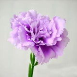 Artifical  Half Dozen 6x Single Artificial Silk Carnation Flower Single Stems