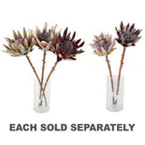 New High Quality Maine & Crawford Dried King Protea Flower Perfect Gift