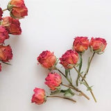 Dried rose stems 7pcs, Dried tiny orange roses, Real mini roses for crafts, Mini roses for wedding