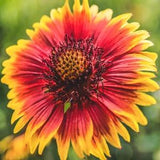 Indian Blanket Flower Seeds | Gaillardia Firewheel Garden Sunflower Sun Flower Red Yellow Seed NonGMO Heirloom 2024 Season Fast Shipping