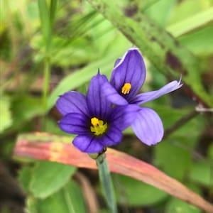 Blue-Eyed Grass Seeds - (Sisyrinchium montanum) - WILD SEEDS...