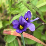 Blue-Eyed Grass Seeds - (Sisyrinchium montanum) - WILD SEEDS...