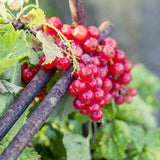 60 Red Wax Currant Berry Seeds: Edible Heirloom Fruit Flower Bush (Ribes Cereum)