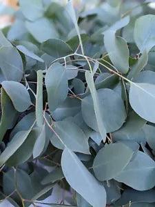 Fresh picked eucalyptus leaves weddings confetti toss table scatters 300+ Leaves