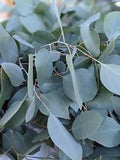 Fresh picked eucalyptus leaves weddings confetti toss table scatters 300+ Leaves