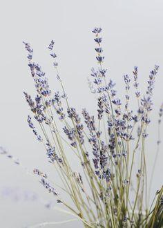 Natural French Lavender Dried Flower Bundle Flower Delivery