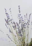 Natural French Lavender Dried Flower Bundle Flower Delivery