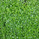 Creeping Thyme Seeds perfect for rock gardens, edges, herb gardens, path ways, ground cover Dizzy Bees Urban Garden
