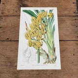 Leopard-Spotted Mormodes Orchid, 1841 Hand-Colored Curtis Engraving, Original Antique Botanical Print