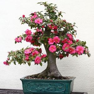 BONSAI CAMELIA JAPONICA Japanese Camellia 3 Large Seeds