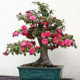 BONSAI CAMELIA JAPONICA Japanese Camellia 3 Large Seeds