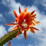 King Midas Epiphyllum