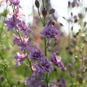 25 Misty Lavender Seeds / Consolida ajacis / Wildflowers / English Garden / Wedding Flowers / Cut Flowers / Earl Grey / Bouquet Flowers