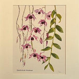 Dendrobium Orchid Watercolor Print