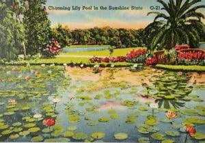 Lily Pool Sunshine State FL Linen Postcard