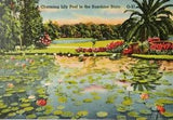 Lily Pool Sunshine State FL Linen Postcard