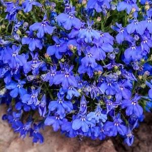 Edging Lobelia Blue Fountain Flowers 0.1g - 200 Seeds - Lobelia Erinus NON GMO