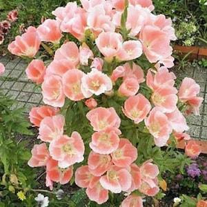 40+ Seeds Godetia Sybil Sherwood Seeds / Apricot Double Flower / Azaleaflora seeds (#G3)